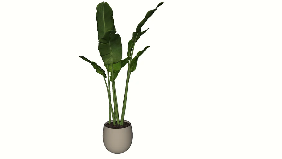 PLANT - Strelitzia