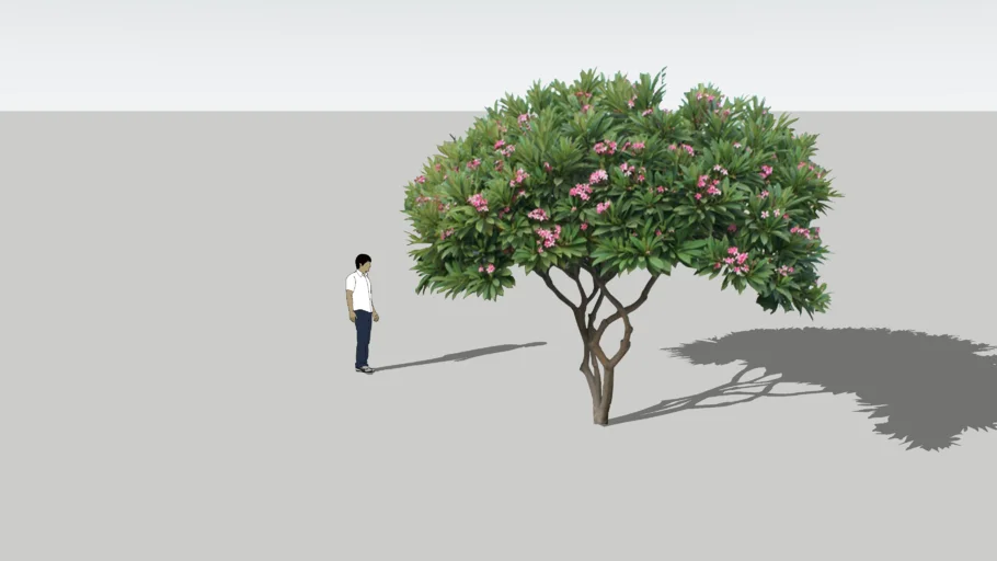 Plumeria Rubra