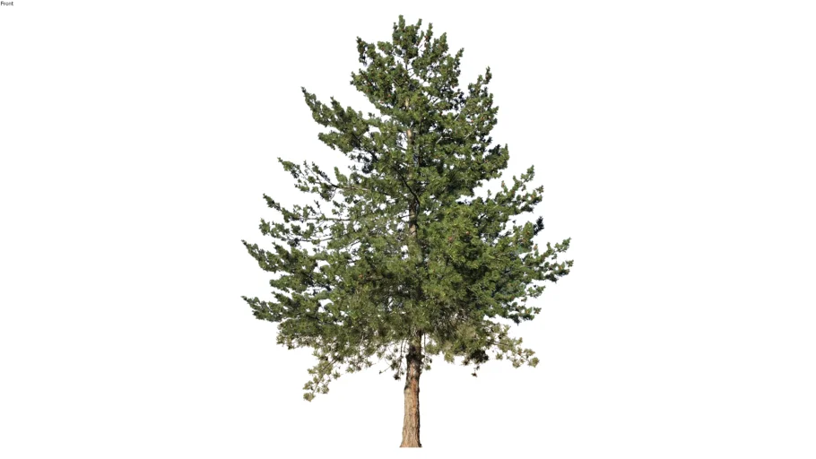 Austrian Pine