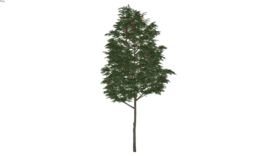 arbol