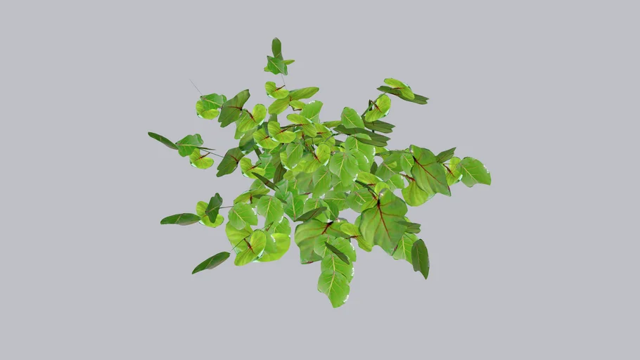 Sea Grape, Uva Playera, Coccoloba uvifera