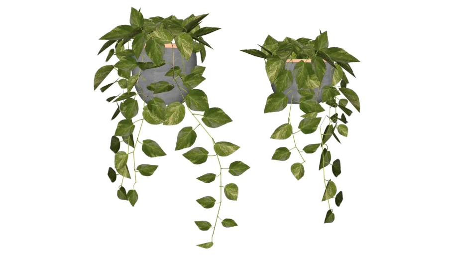 planta colgante