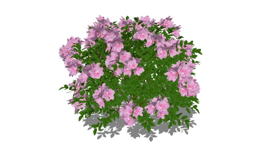 Perfecto Mundo® Double Pink azalea