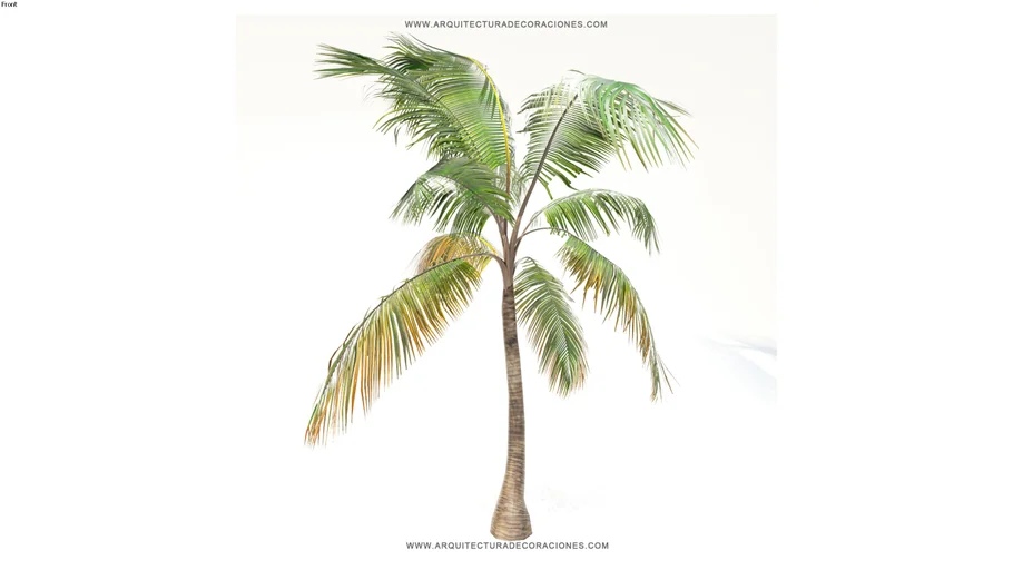 PALMERA 3