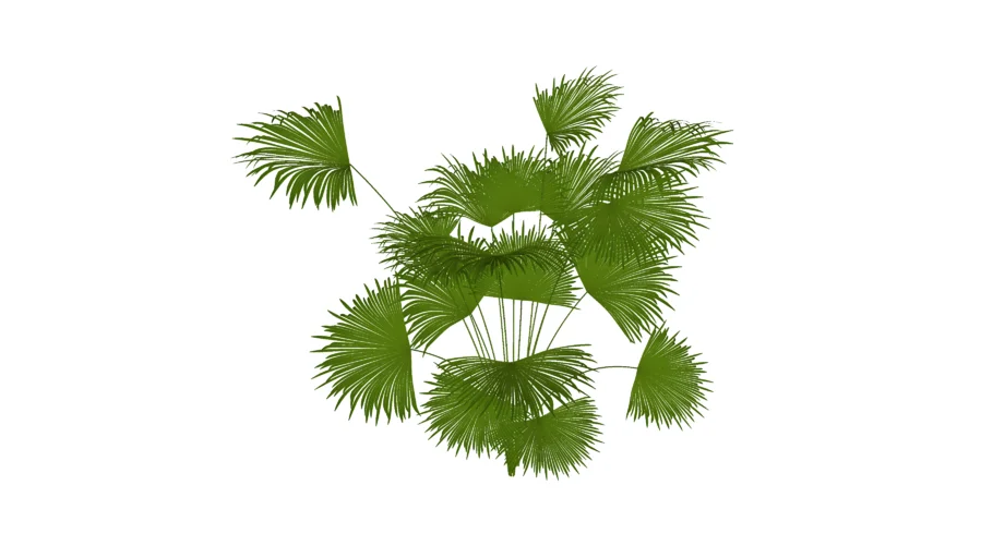 PALMEIRA LEQUE DA CHINA (LIVISTONIA CHINESIS)