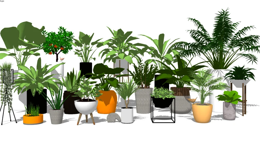 plants