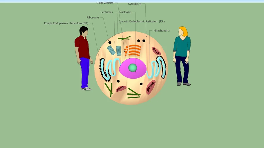 Cell | 3D Warehouse