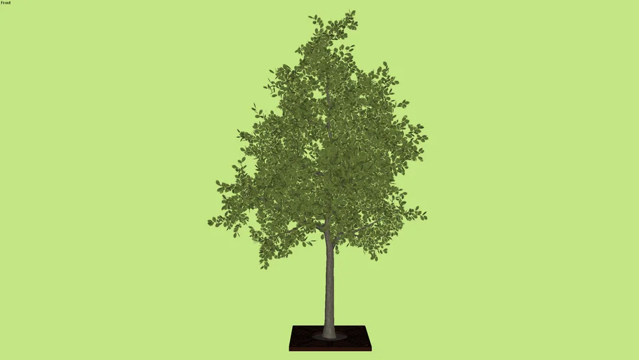 Arbre