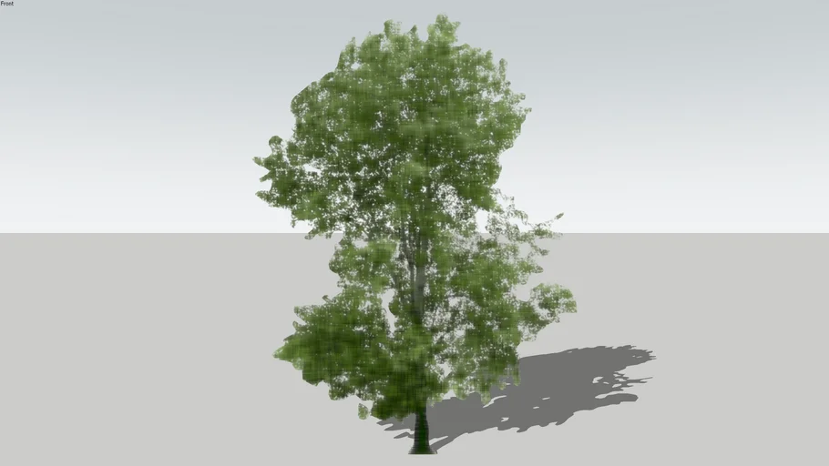 Watercolor Maple Tree 2D Face Me