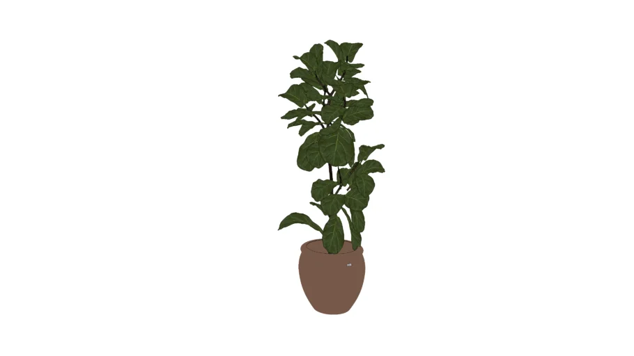 Vaso com ficus lyrata