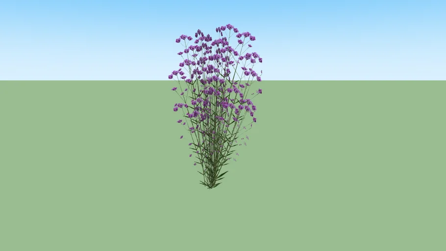 Verbena Bonariensis