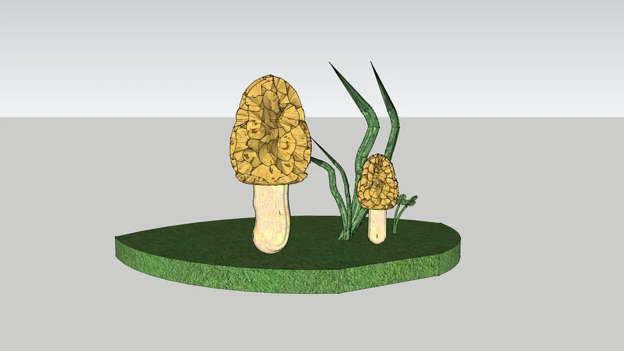 3 D mushrooms Morchella esculenta