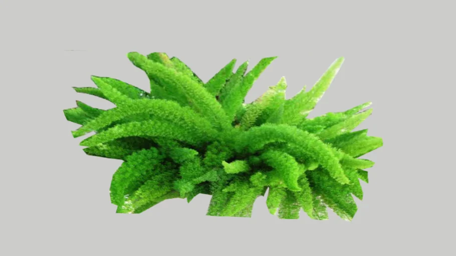 Foxtail Fern