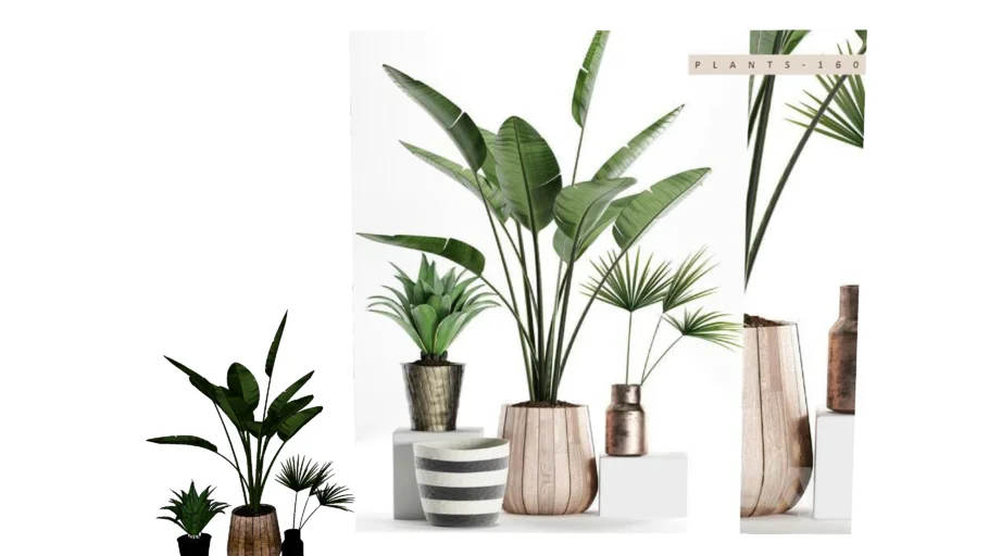 plant