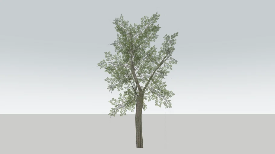 Spring Tree (Experimental) | 3D Warehouse