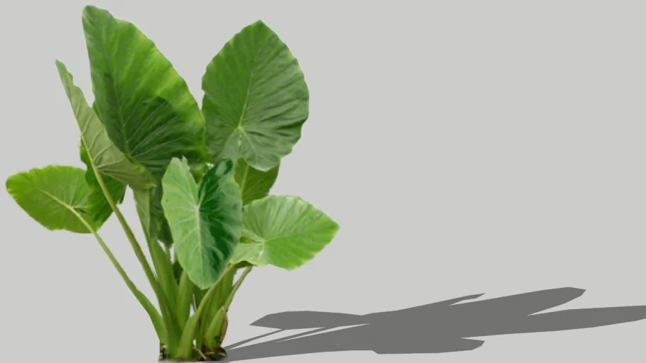 Colocasia