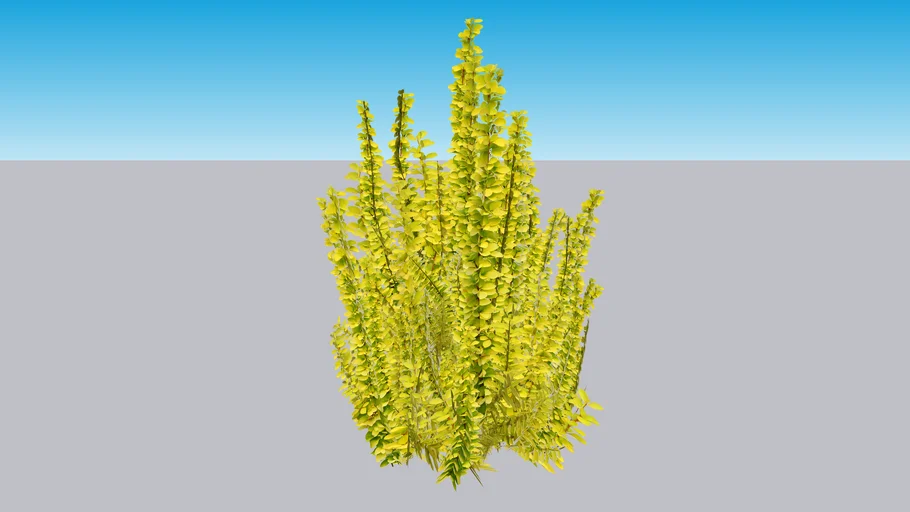 Sunjoy Gold Pillar® Barberry - Berberis thunbergii