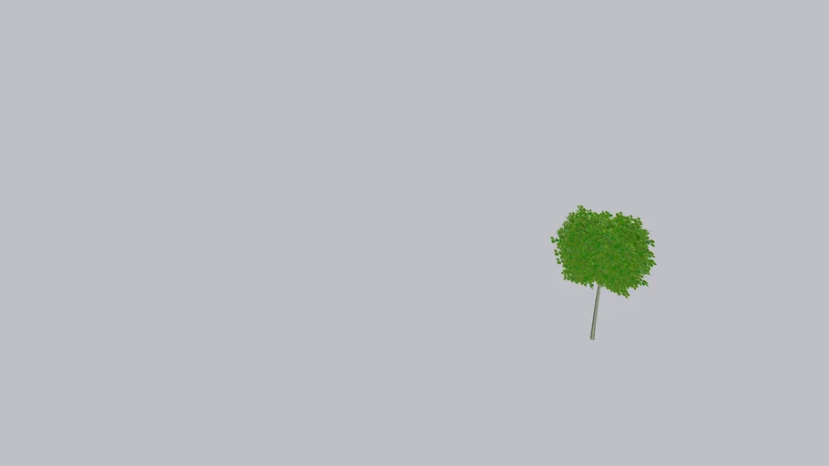 Fagus sylvatica Carpinus betulus. Leibeuk Leiboom