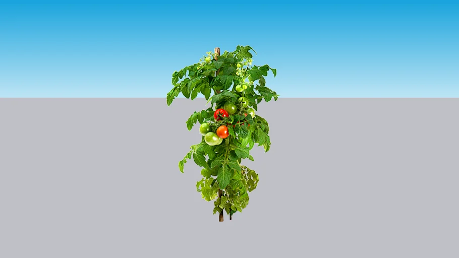 Solanum lycopersicum