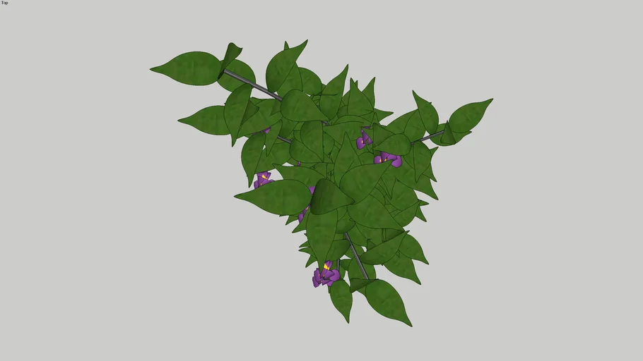 TUMBERGIA ROXA ARBUSTIVA - TROPICÁLIA PAISAGISMO