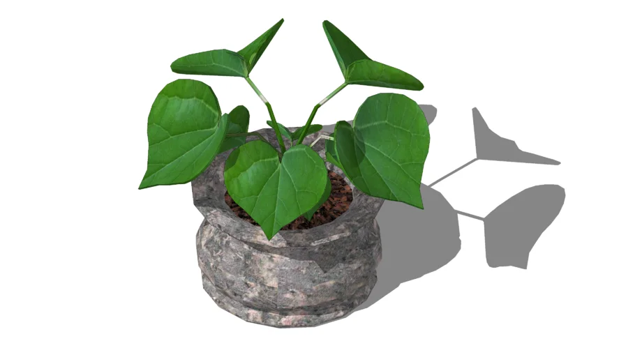 Pot Plant