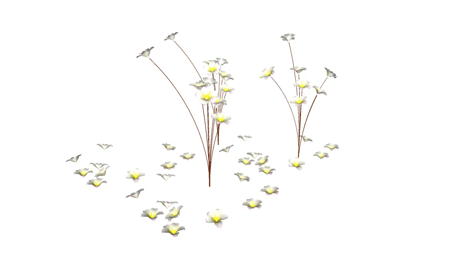 frangipani display