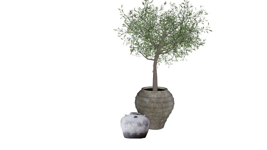 Olive tree pots