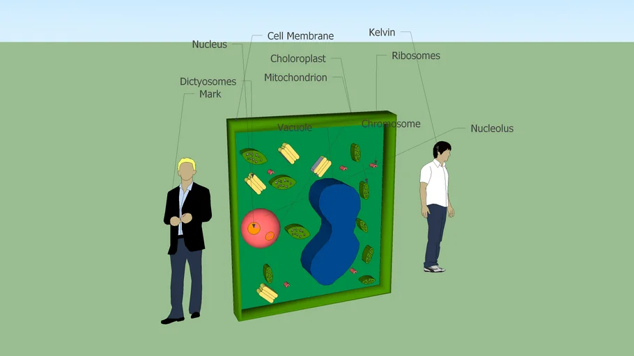 cell | 3D Warehouse