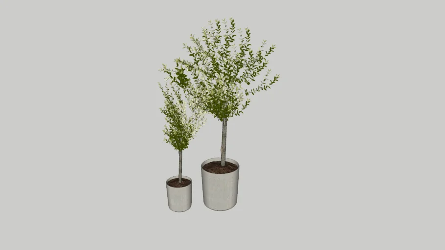 Árbol con maceta