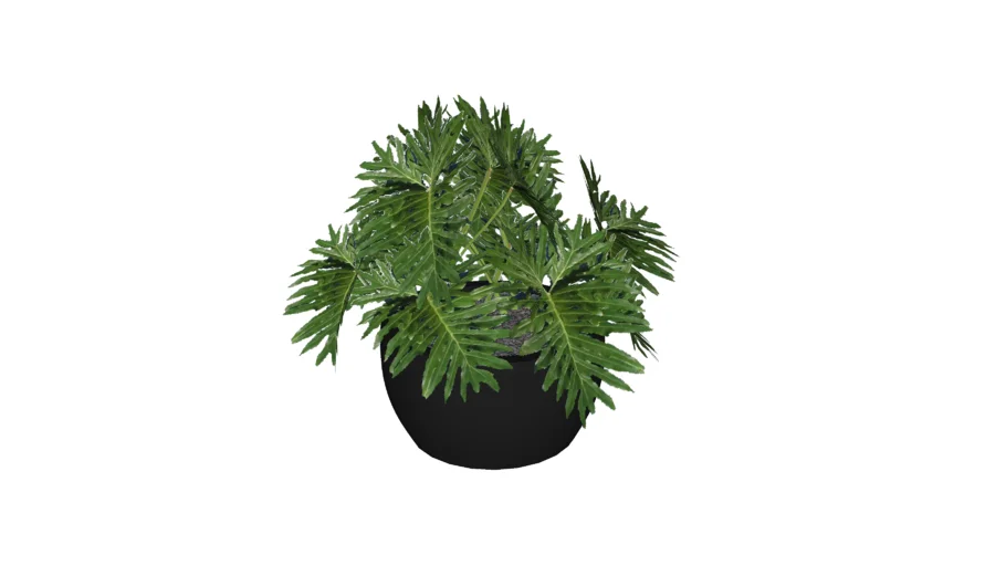 Plantas 3