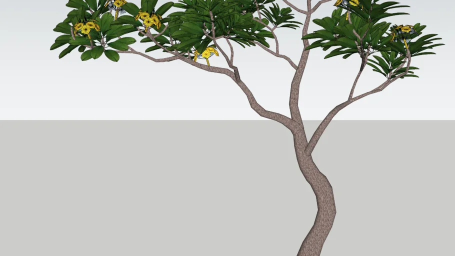 Árvore  Frangipani, Apocynaceae
