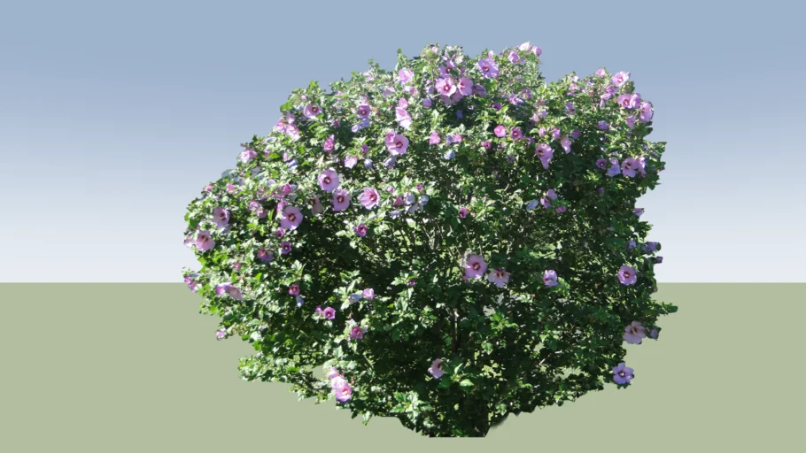 Hibiscus syriacus