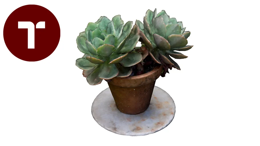 Vaso Suculenta - Suculent Decor