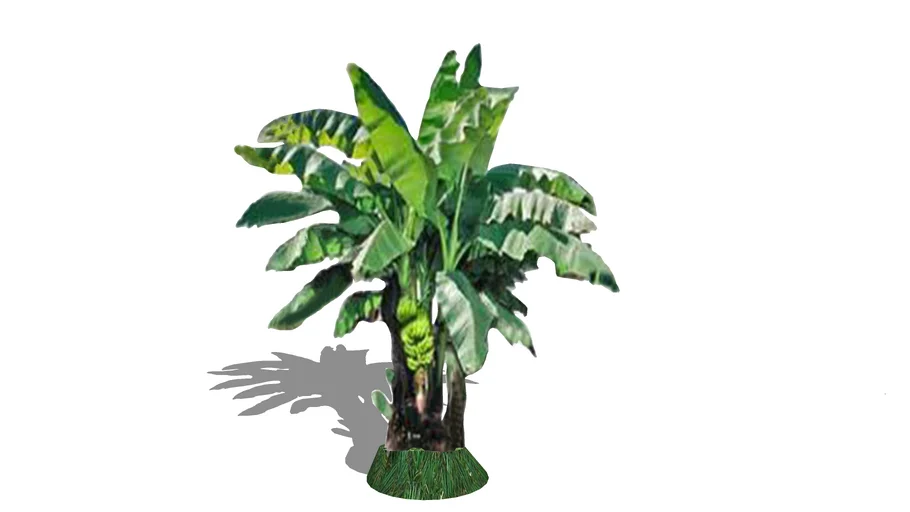 banana tree