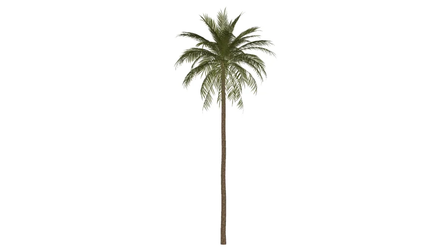 areca