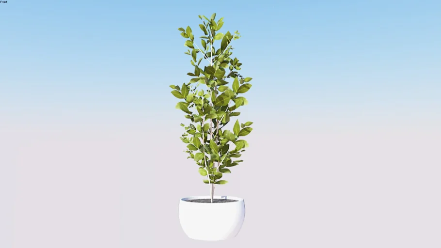 Realistic Ficus Plant