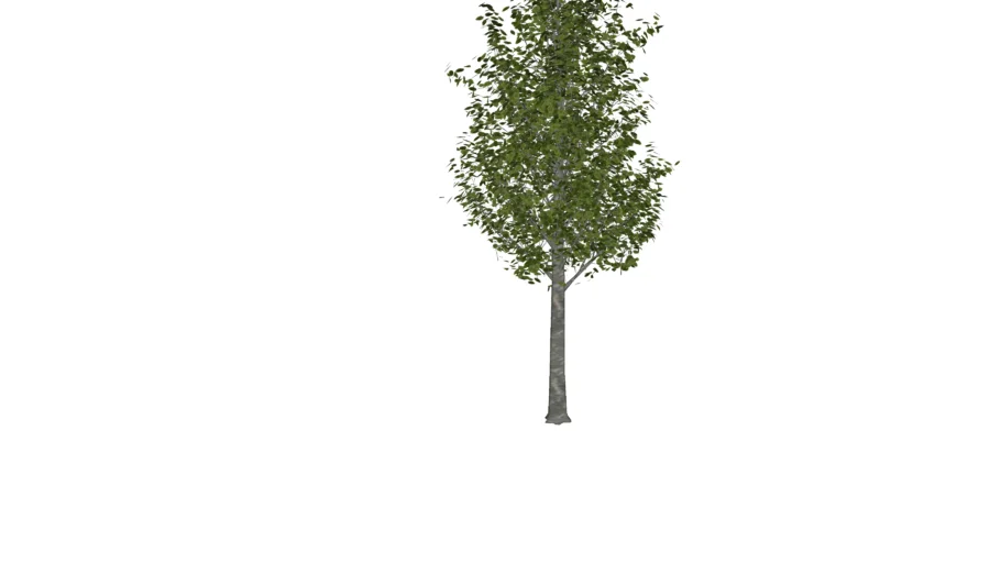 Ilex Tree