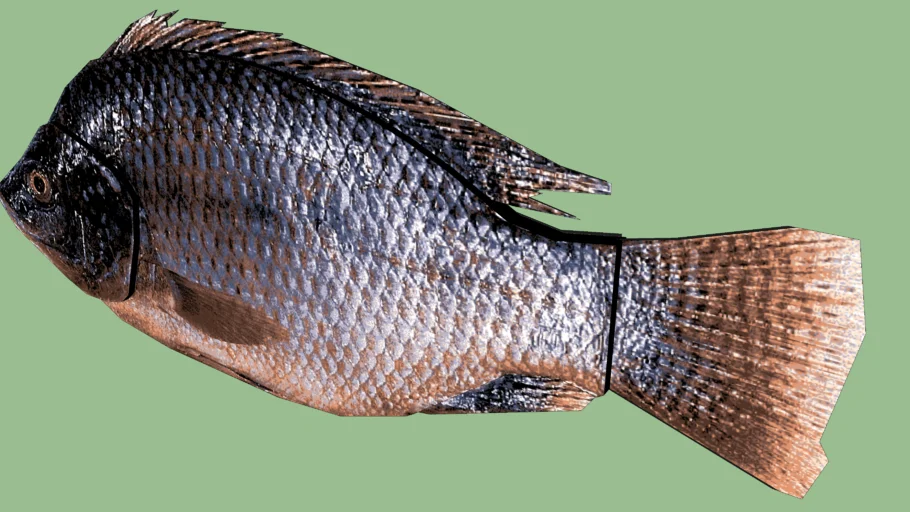 Tilapia Fish
