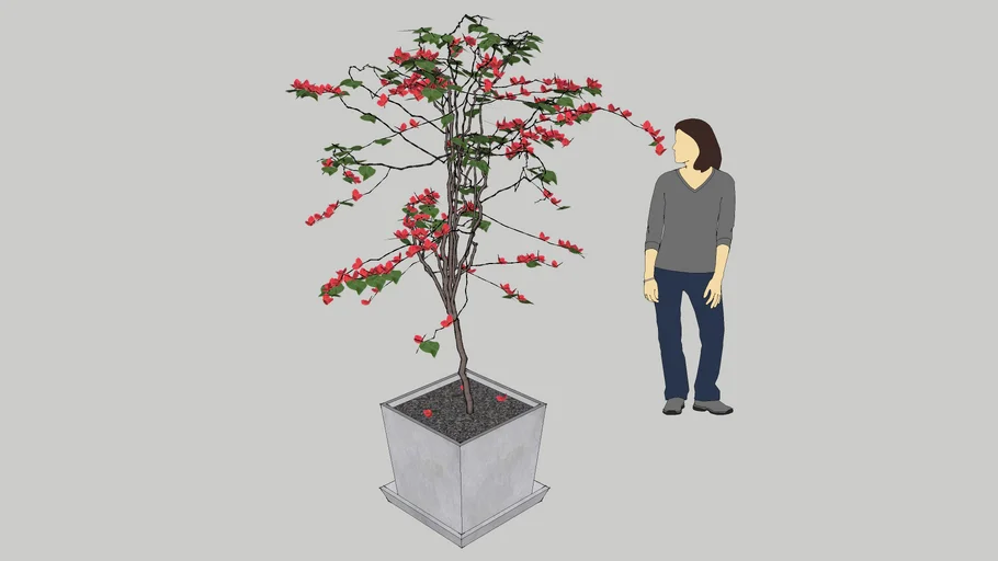 Bougainvillea