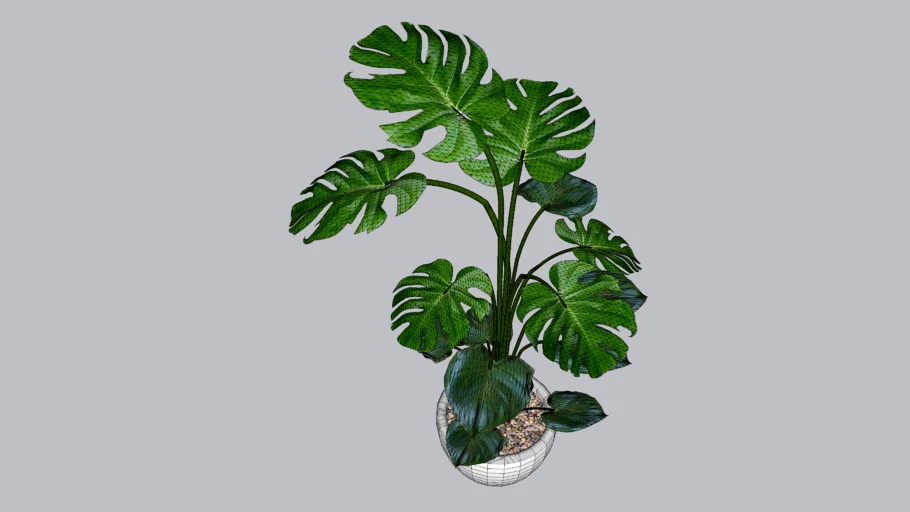 Monstera plant on vase