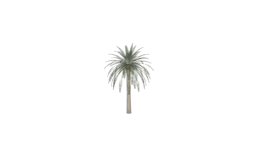 palmera tipo chilena