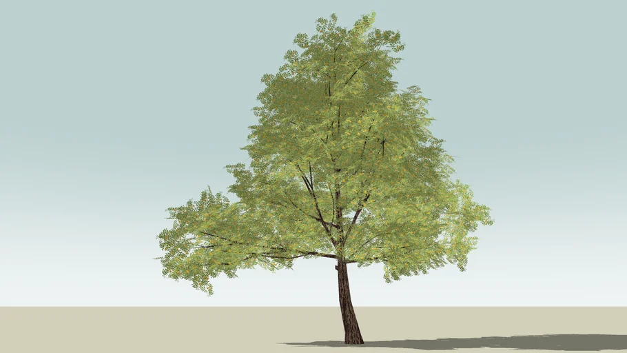 Tree high | 3D Warehouse