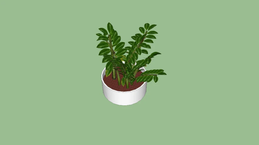 Zamioculcas zamiifolia-zuzu plnat