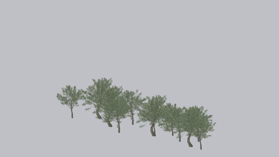olivos