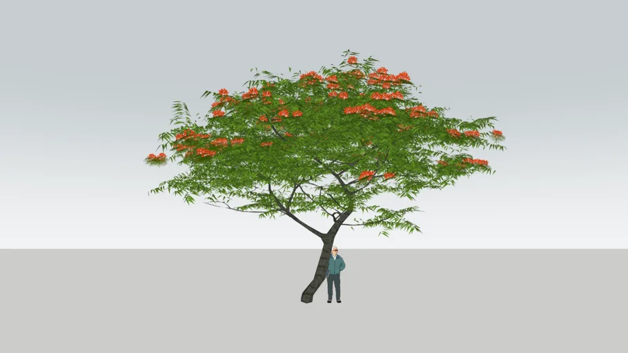 delonix regia (poinciana tree)