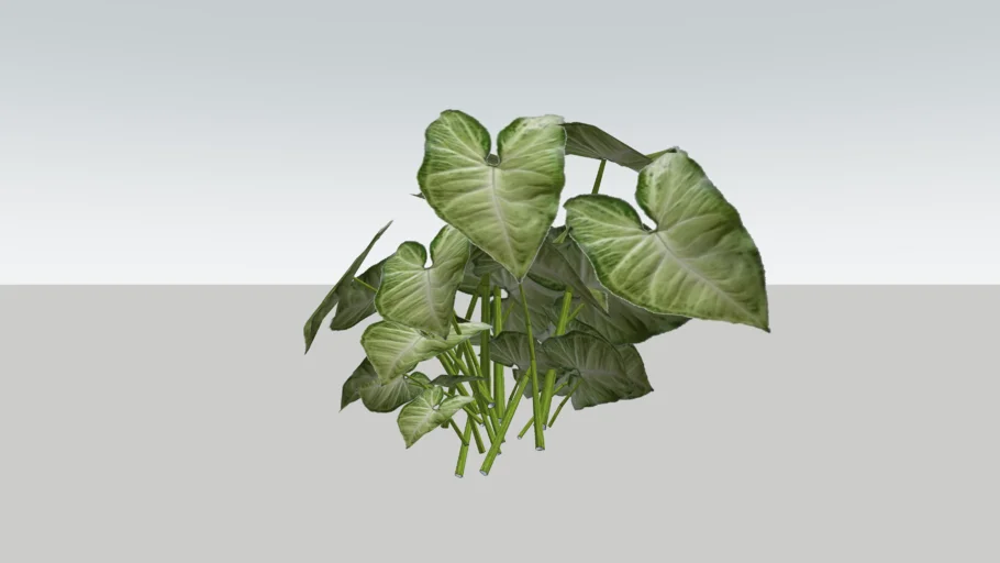 Syngonium podophyllum - Singonio