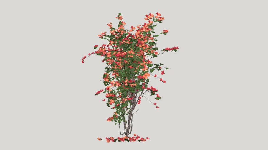 Bougainvillea