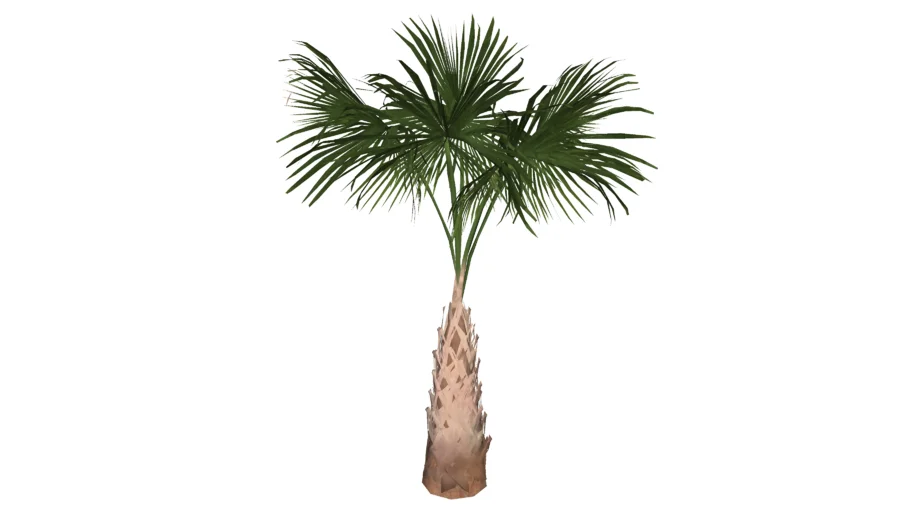 Palm