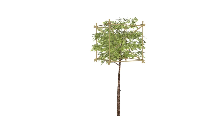 Small Tree - Bamboo frame