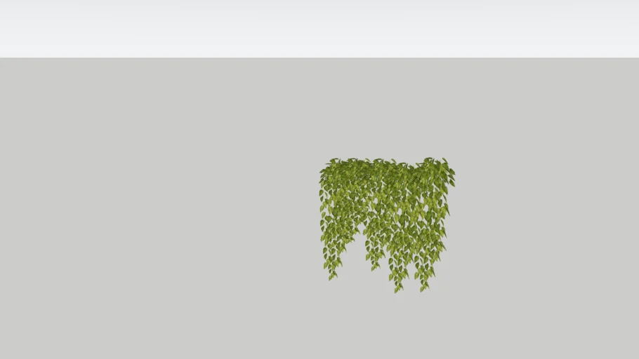 ivy